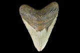 Huge, Fossil Megalodon Tooth - North Carolina #124418-1